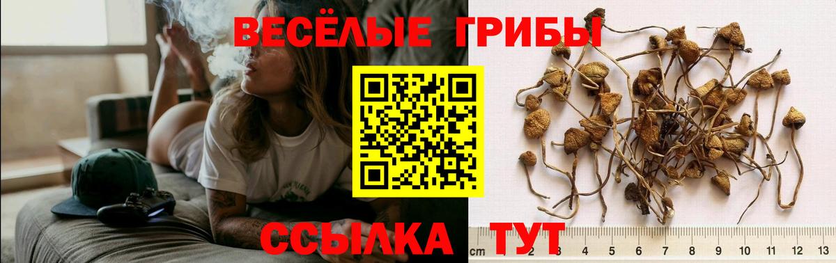 Псилоцибиновые грибы мицелий Соликамск